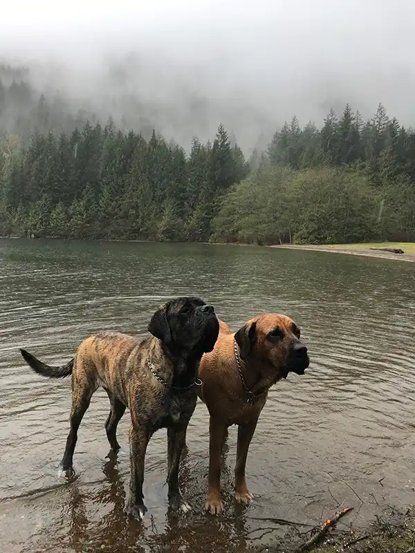 dogs enjoying the lake water